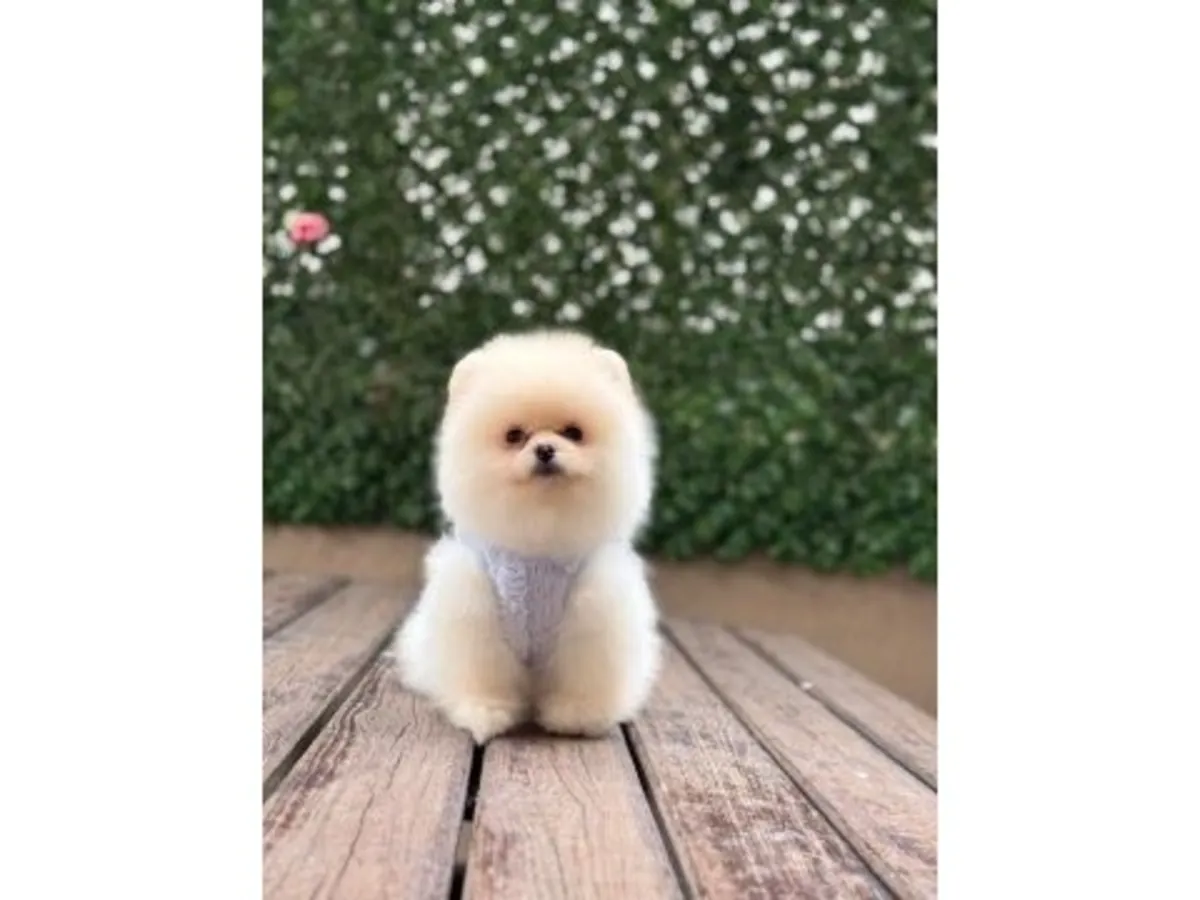 雪白的博美犬男孩——简直像一朵蓬松的云！