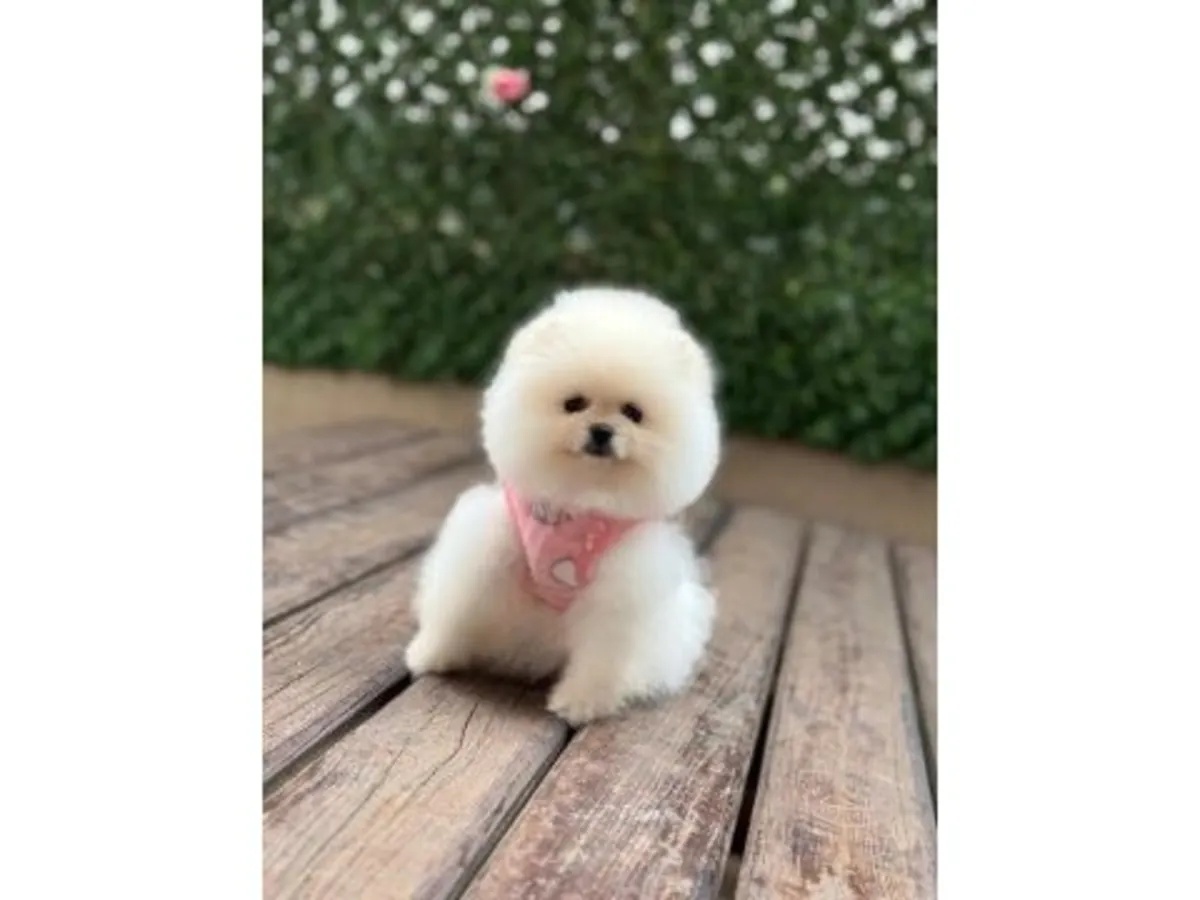 迷你白色博美犬女孩 - 非常温柔平静