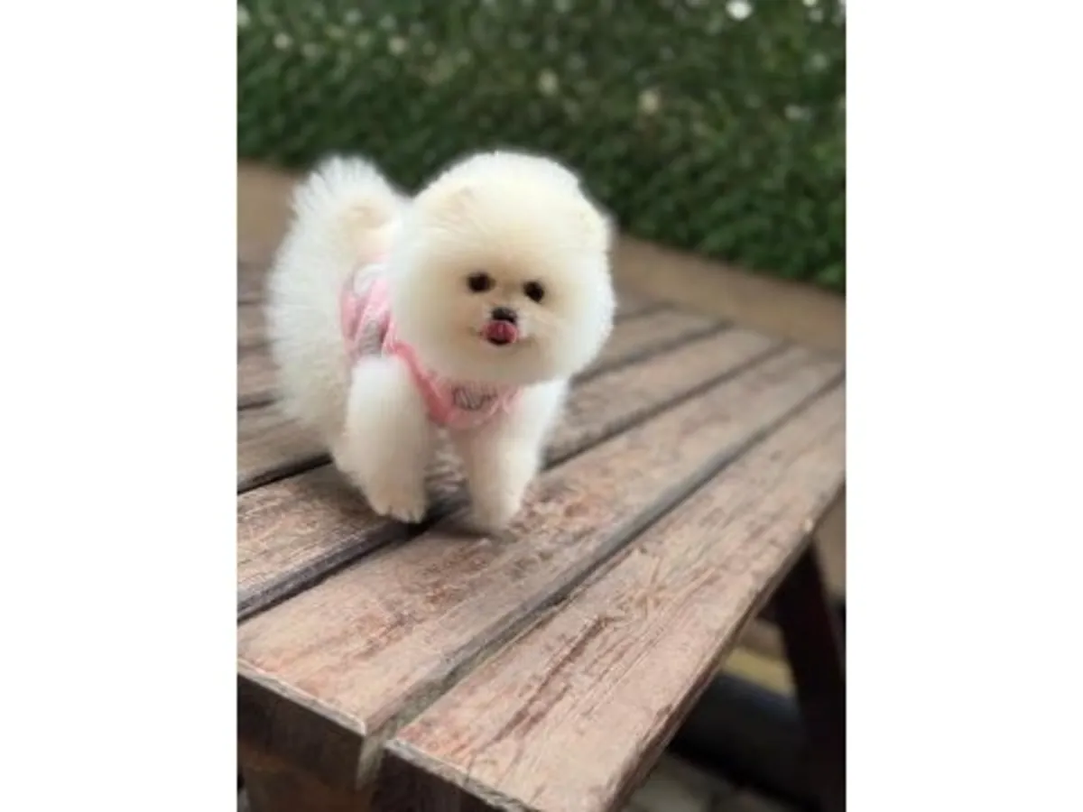 迷你白色博美犬女孩 - 非常温柔平静