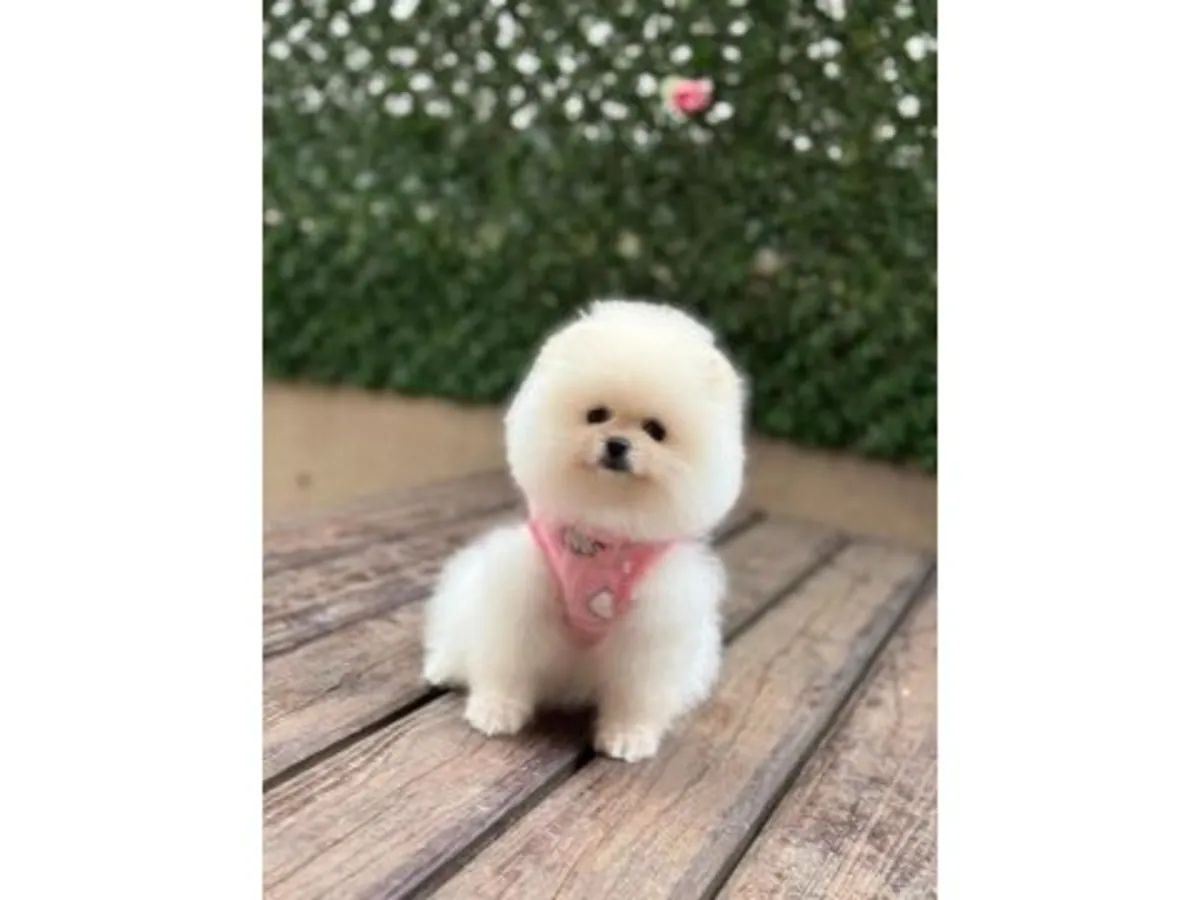 迷你白色博美犬女孩 - 非常温柔平静