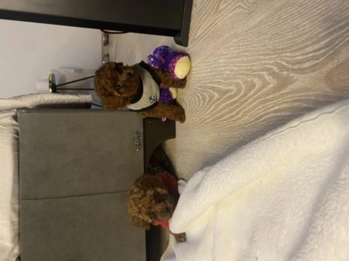 漂亮的深棕色玩具贵宾犬（雄性）——不掉毛，低过敏性！