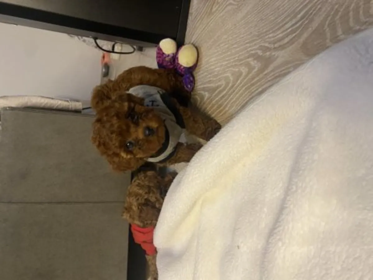 漂亮的深棕色玩具贵宾犬（雄性）——不掉毛，低过敏性！