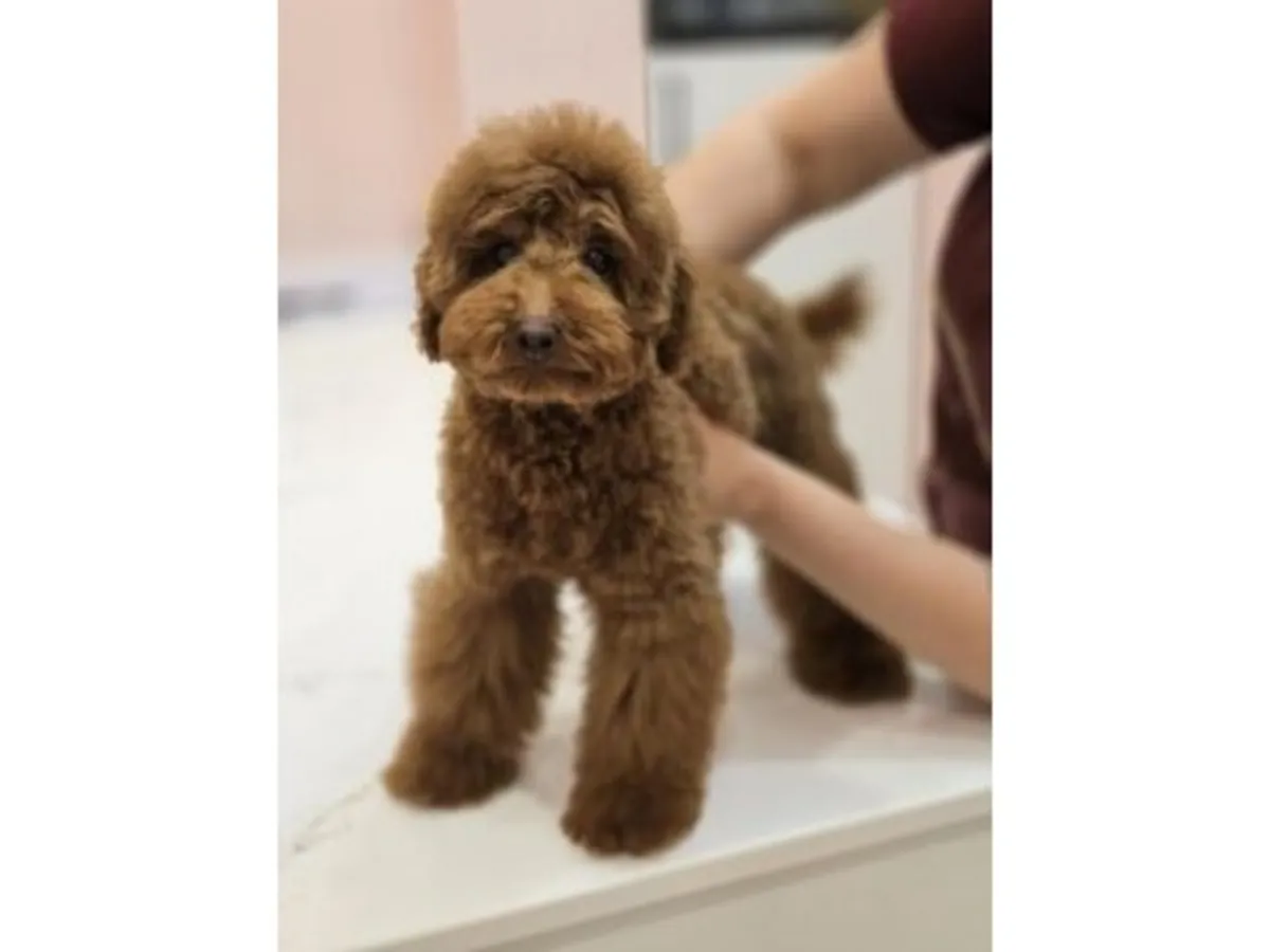 迷人的迷你贵宾犬女孩（深巧克力色）——举止得体，聪明伶俐