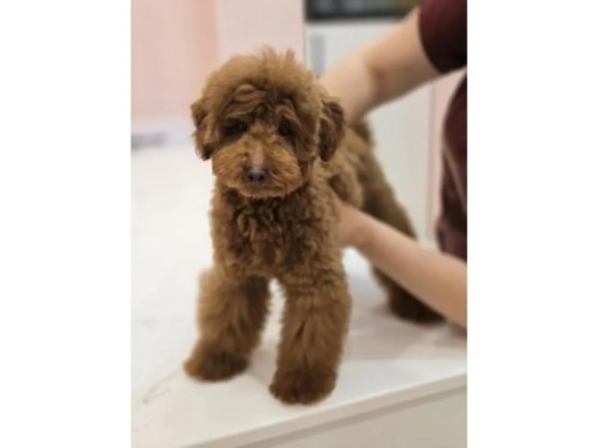 迷人的迷你贵宾犬女孩（深巧克力色）——举止得体，聪明伶俐