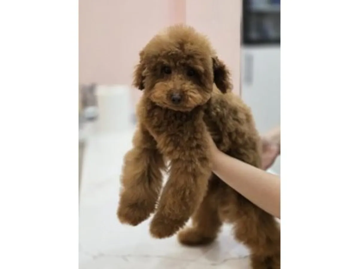 迷人的迷你贵宾犬女孩（深巧克力色）——举止得体，聪明伶俐