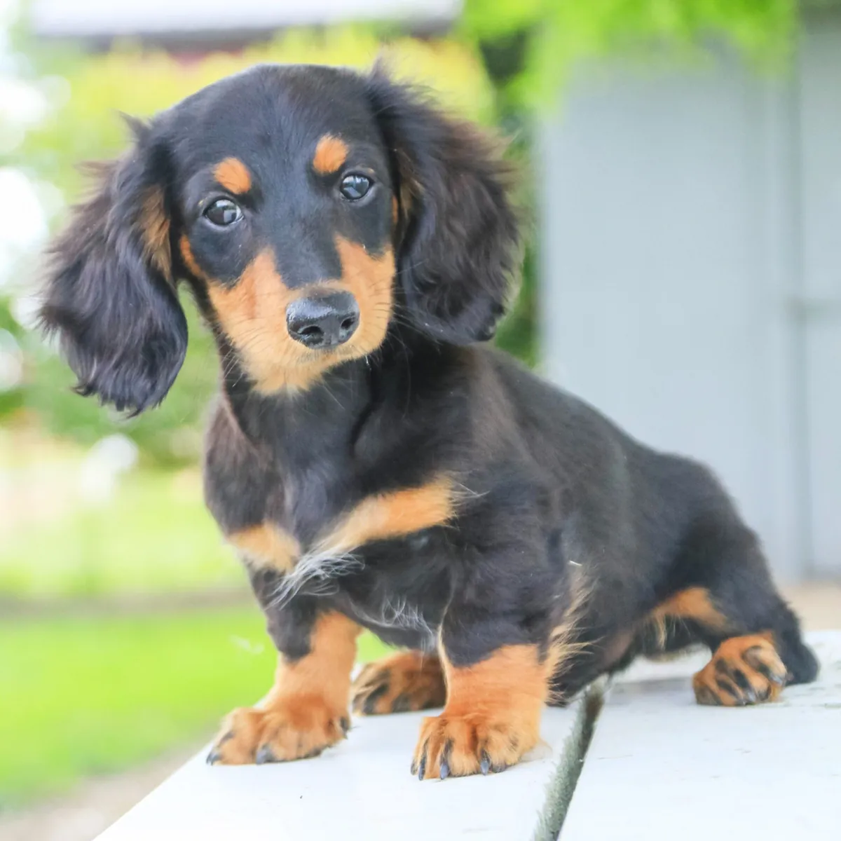 Adorables chiots teckels cherchent un foyer chaleureux 🐾
