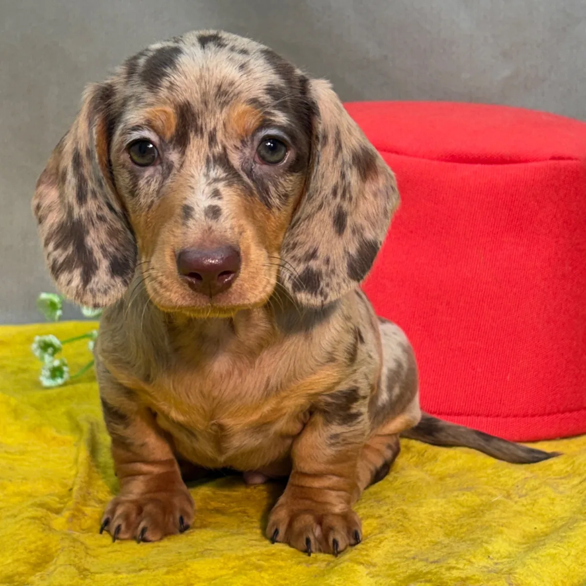 Adorables chiots teckels cherchent un foyer chaleureux 🐾