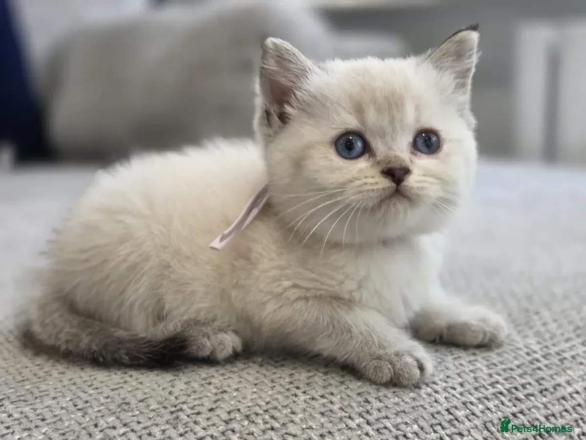 ¡Bellísimos Cachorros de Gatito British Shorthair y Longhair en Adopción! 🐾✨