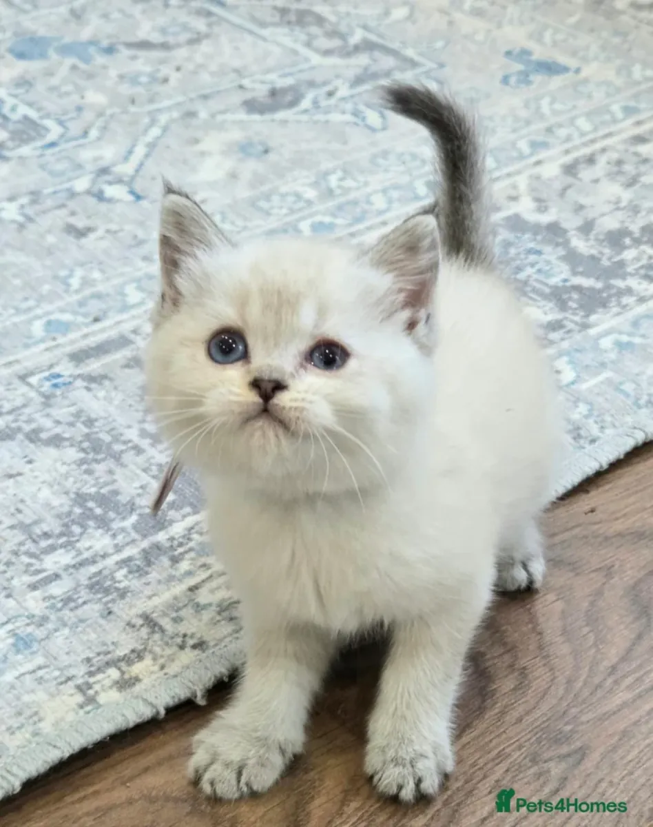 ¡Bellísimos Cachorros de Gatito British Shorthair y Longhair en Adopción! 🐾✨