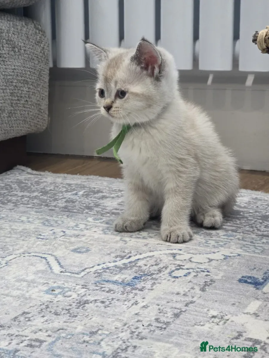 ¡Bellísimos Cachorros de Gatito British Shorthair y Longhair en Adopción! 🐾✨