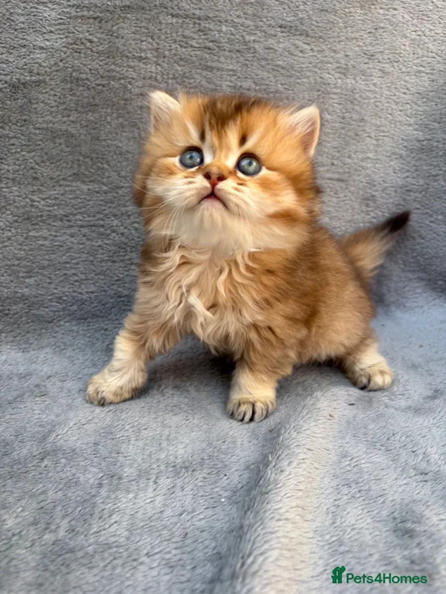 ¡Bellísimos Cachorros de Gatito British Shorthair y Longhair en Adopción! 🐾✨