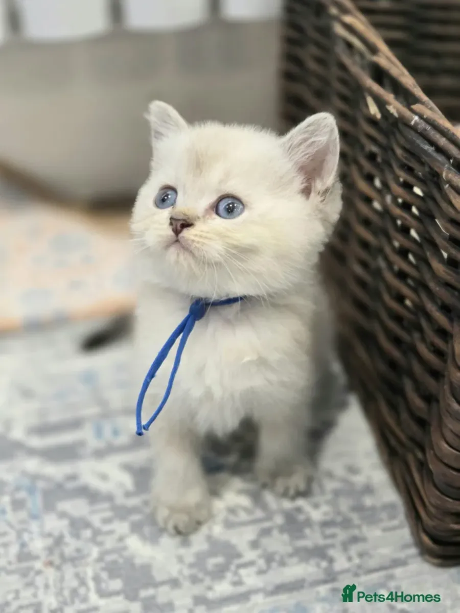 ¡Bellísimos Cachorros de Gatito British Shorthair y Longhair en Adopción! 🐾✨