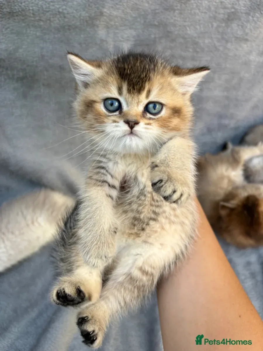 ¡Bellísimos Cachorros de Gatito British Shorthair y Longhair en Adopción! 🐾✨
