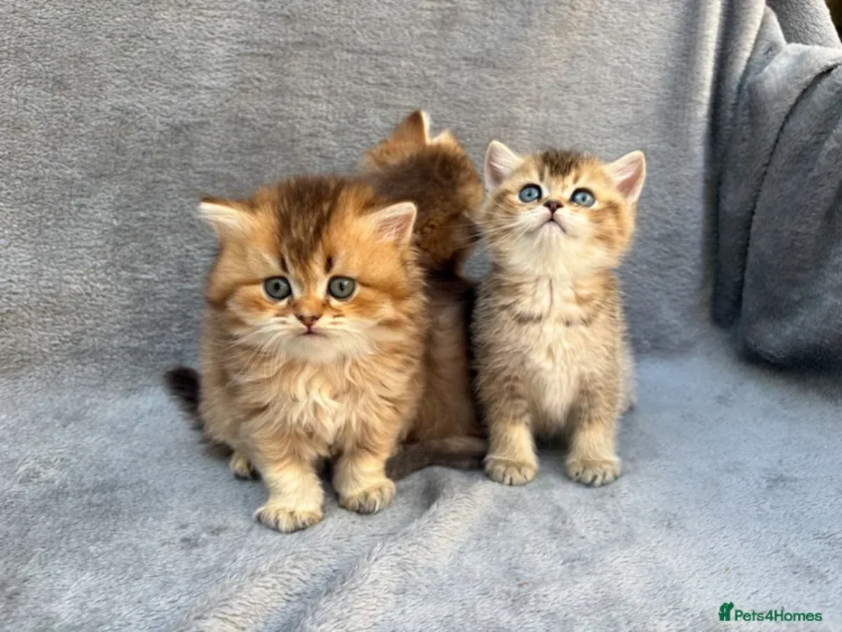 ¡Bellísimos Cachorros de Gatito British Shorthair y Longhair en Adopción! 🐾✨