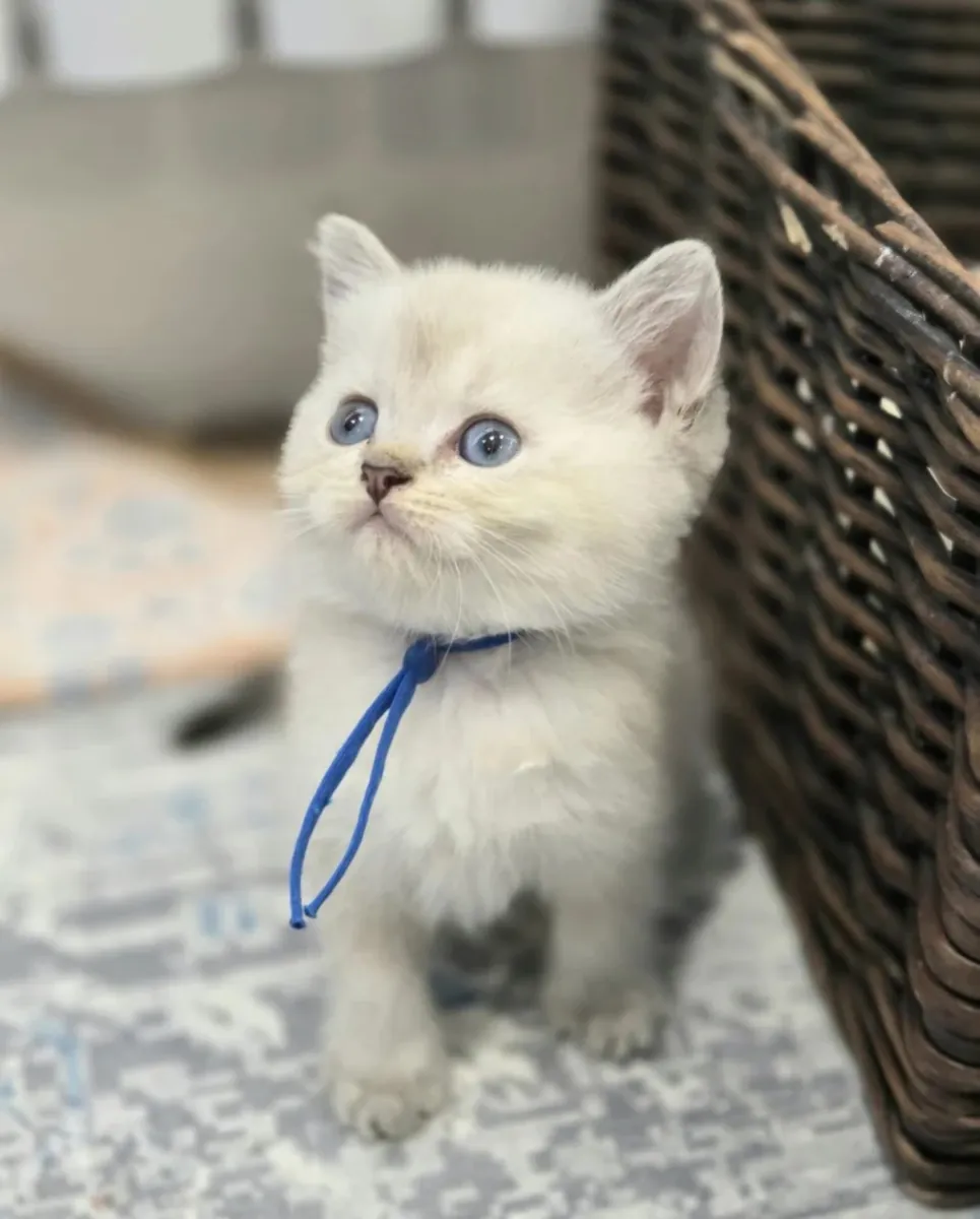 Adorables chatons British Shorthair, mâles et femelles disponibles.