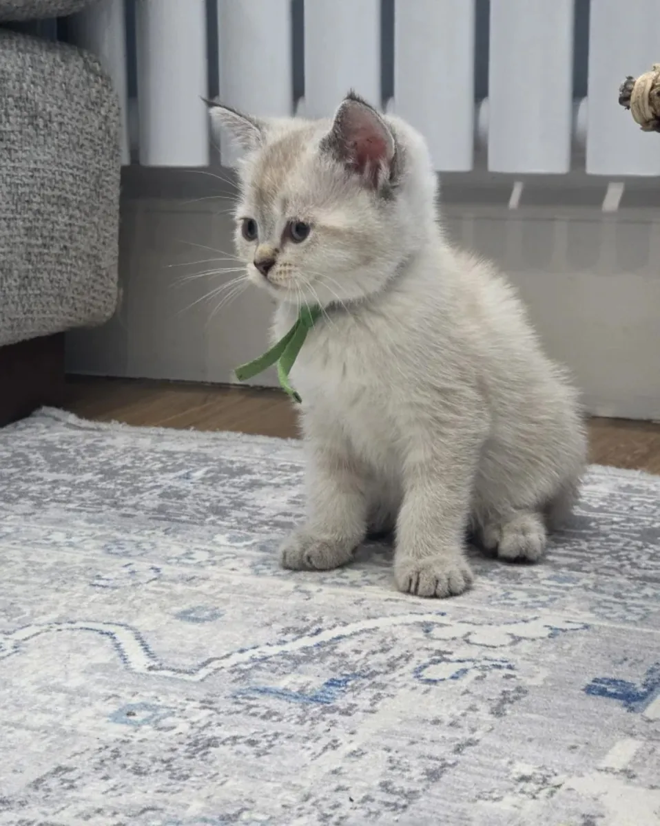 Adorables chatons British Shorthair, mâles et femelles disponibles.