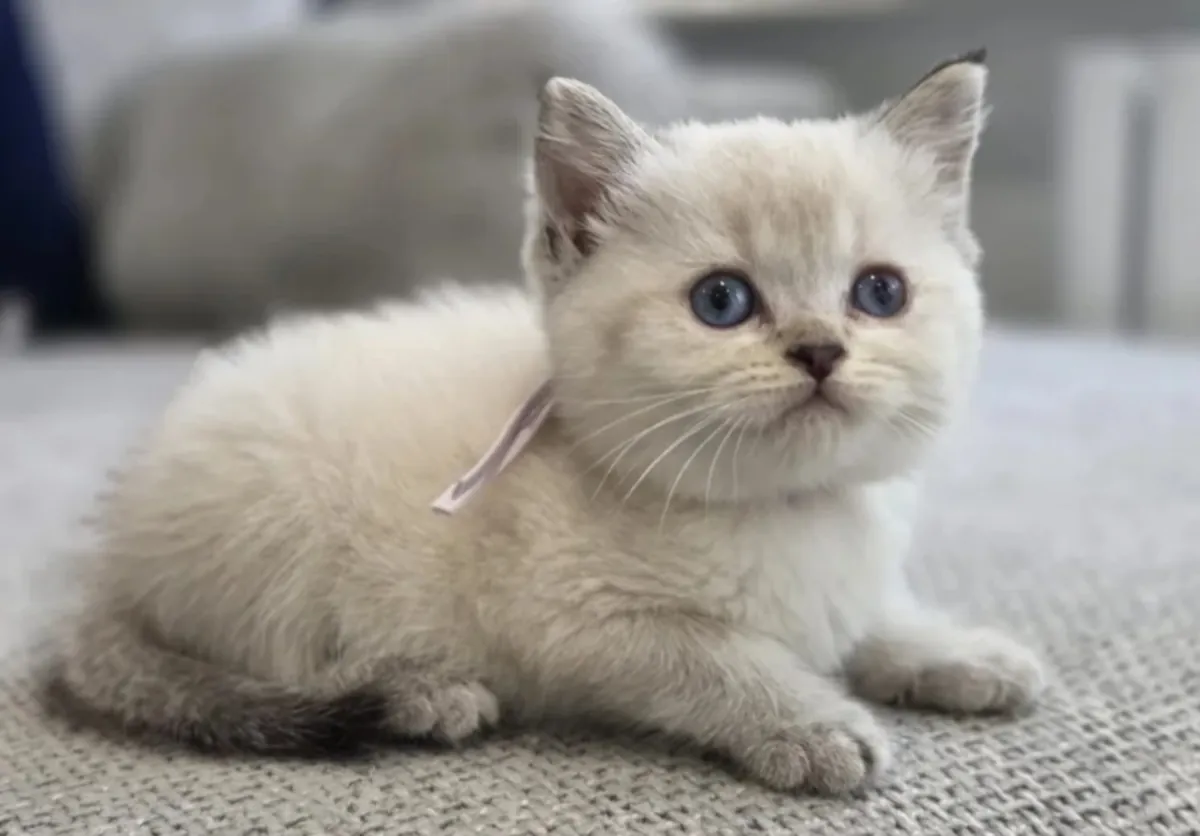 Adorables chatons British Shorthair, mâles et femelles disponibles.