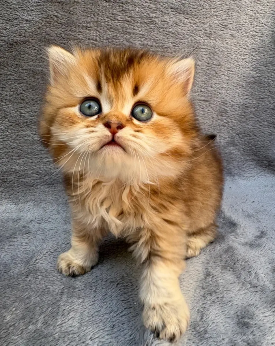 Adorables chatons British Shorthair, mâles et femelles disponibles.