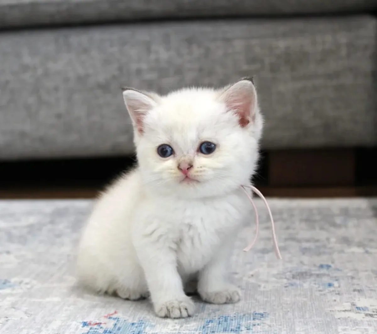 Adorables chatons British Shorthair, mâles et femelles disponibles.