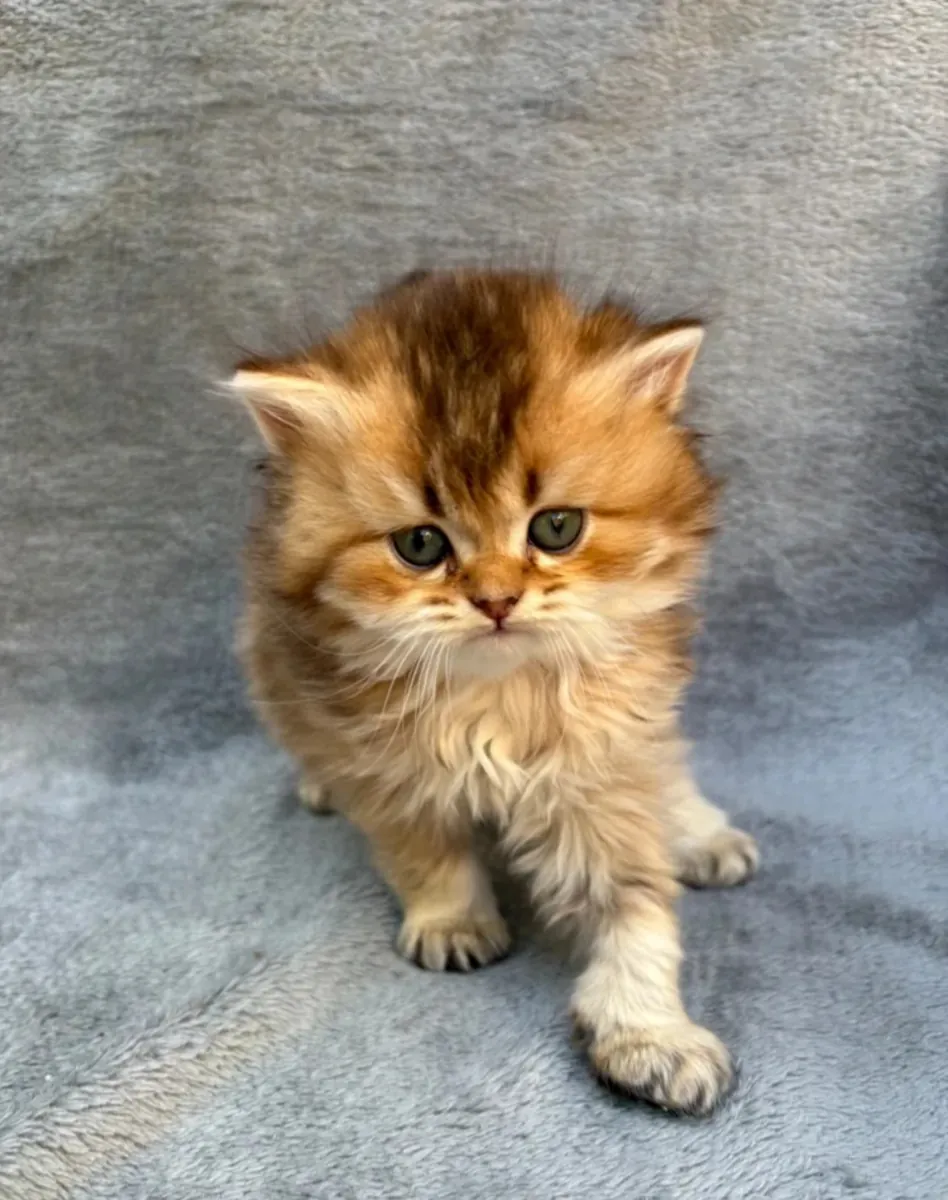 Adorables chatons British Shorthair, mâles et femelles disponibles.