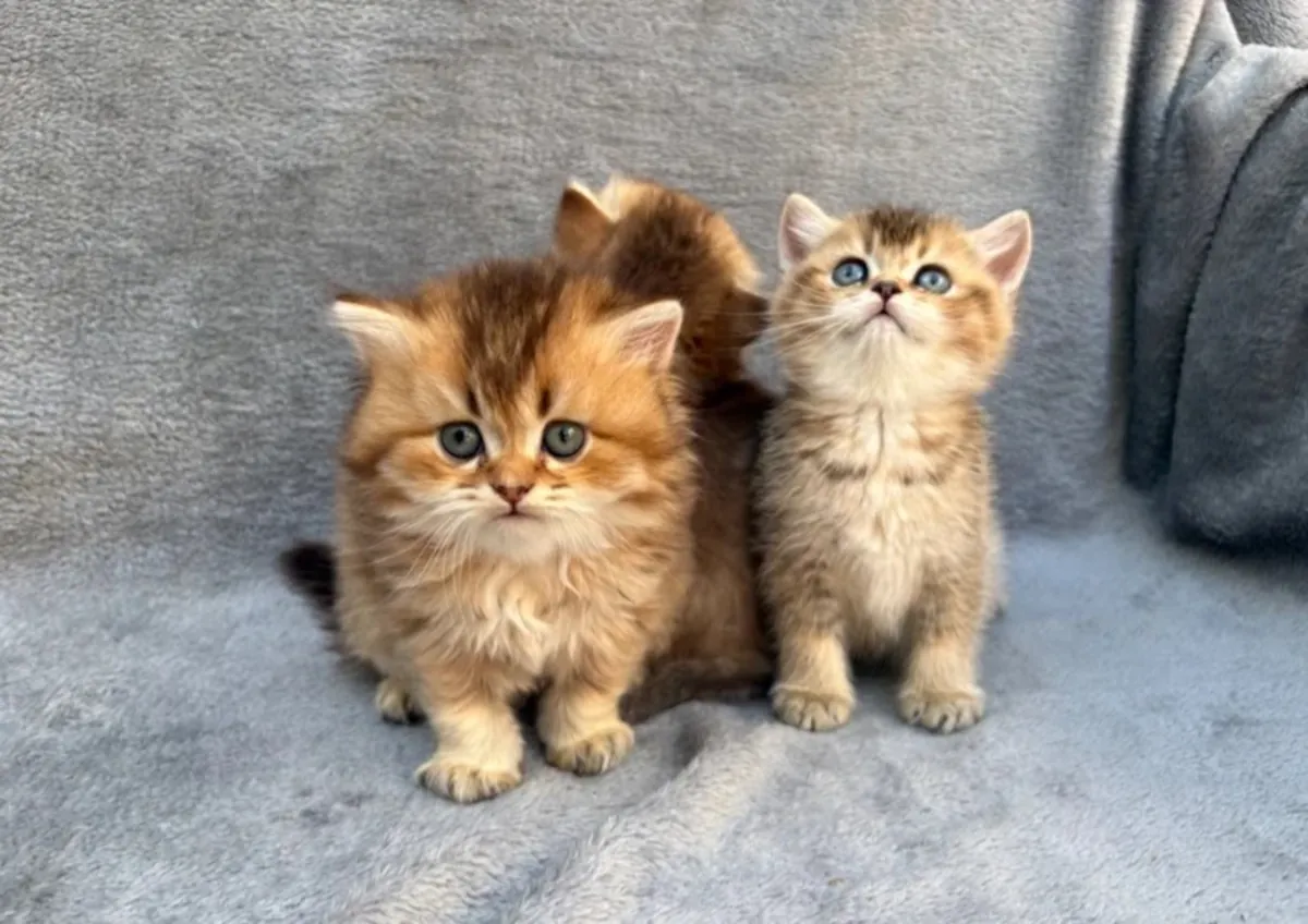 Adorables chatons British Shorthair, mâles et femelles disponibles.
