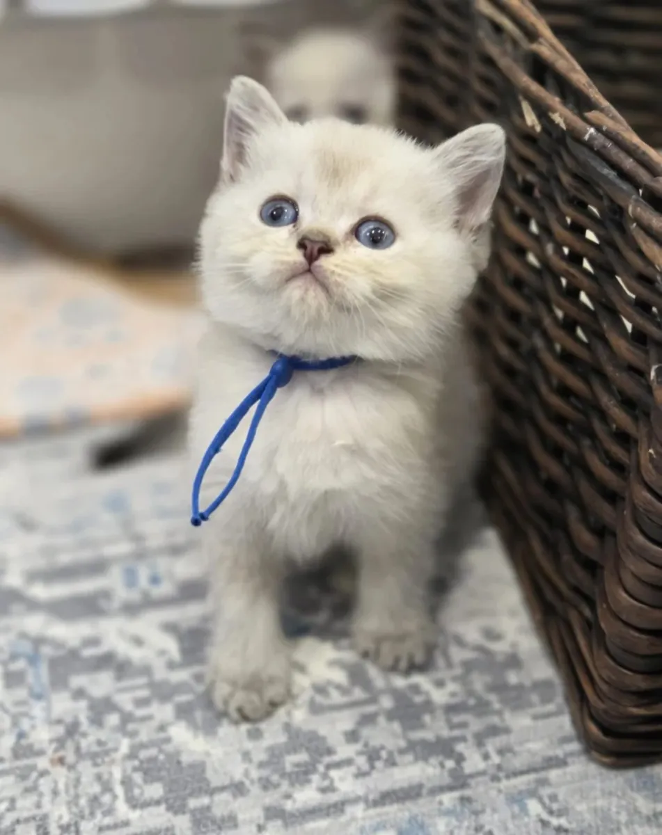 Adorables chatons British Shorthair, mâles et femelles disponibles.