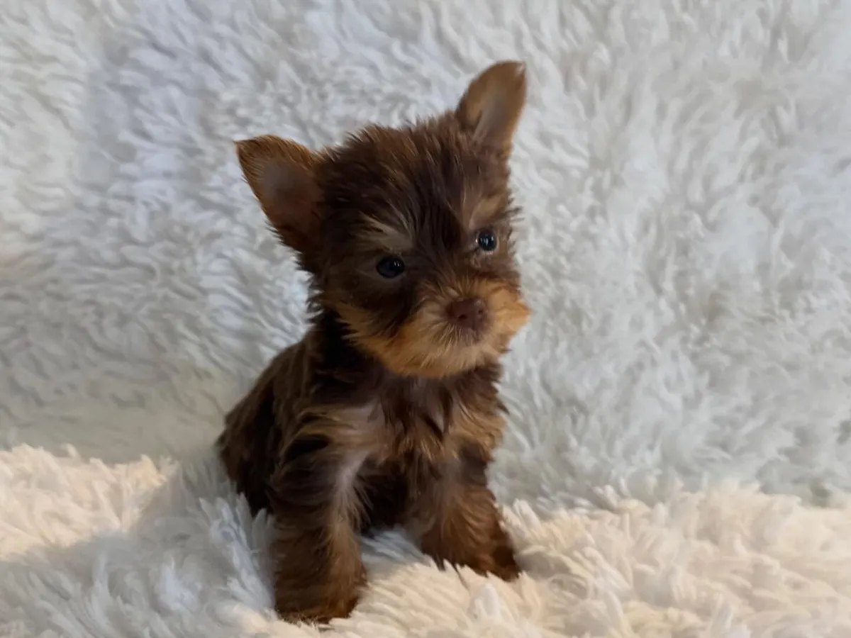 Cachorros adorables de Yorkshire Terrier: machos y hembras disponibles.