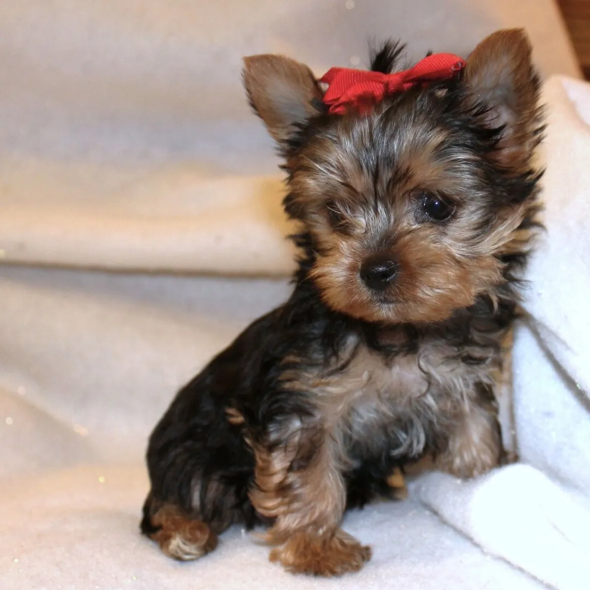 Cachorros adorables de Yorkshire Terrier: machos y hembras disponibles.
