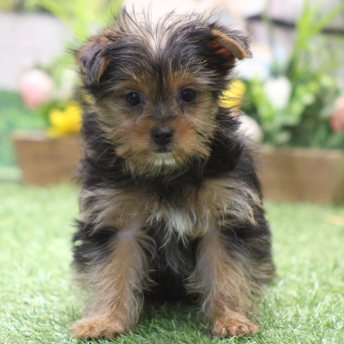 Cachorros adorables de Yorkshire Terrier: machos y hembras disponibles.