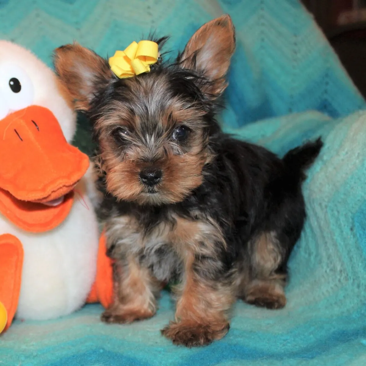 Cachorros adorables de Yorkshire Terrier: machos y hembras disponibles.