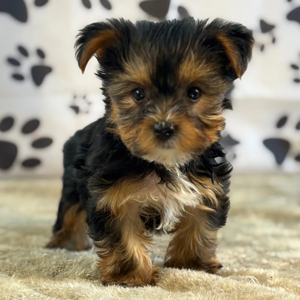 Cachorros adorables de Yorkshire Terrier: machos y hembras disponibles.