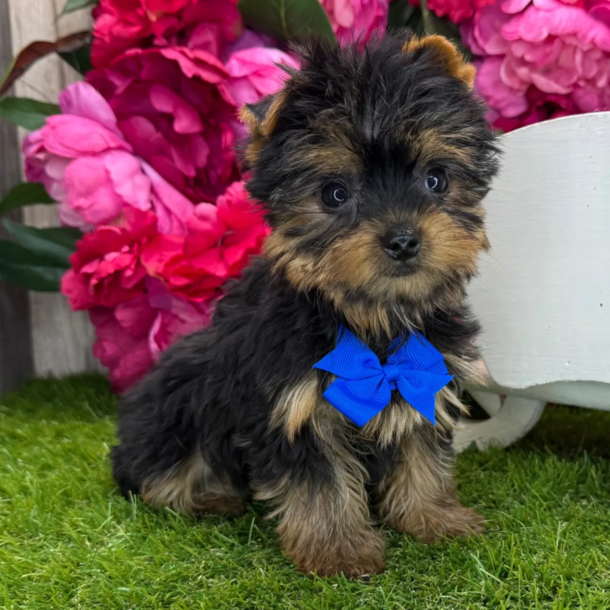 Cachorros adorables de Yorkshire Terrier: machos y hembras disponibles.