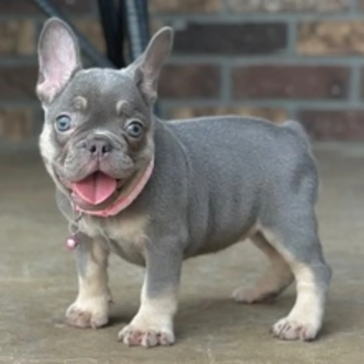 可爱的蓝褐色法国斗牛犬幼崽——正在寻找新家