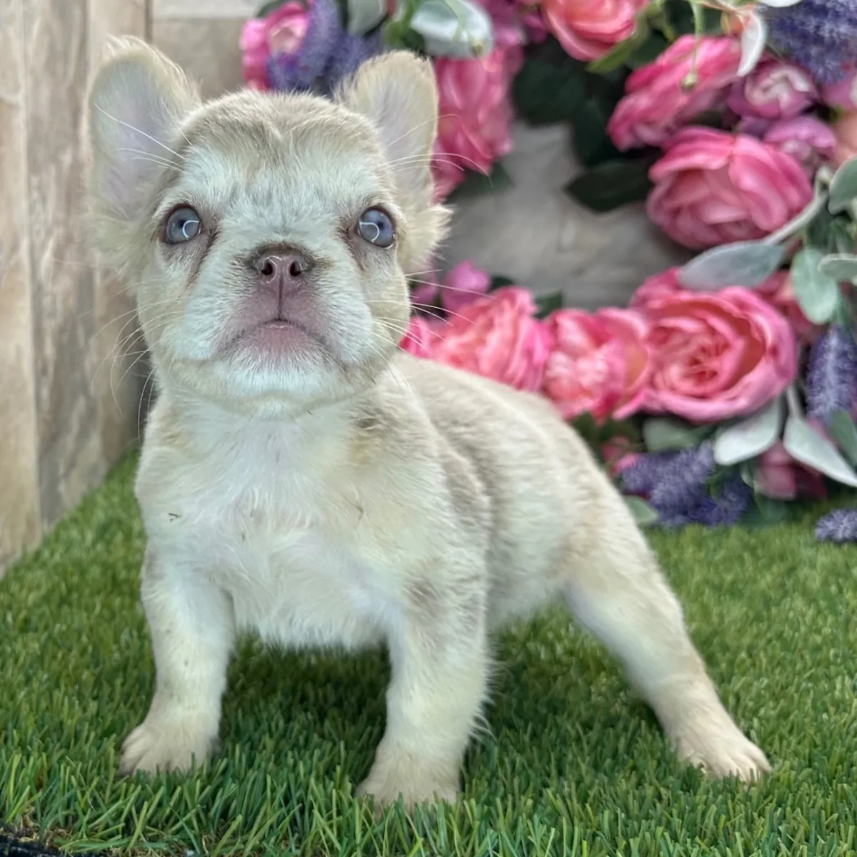 Sevimli Tüylü Lila/Platin Fransız Bulldog Yavrusu