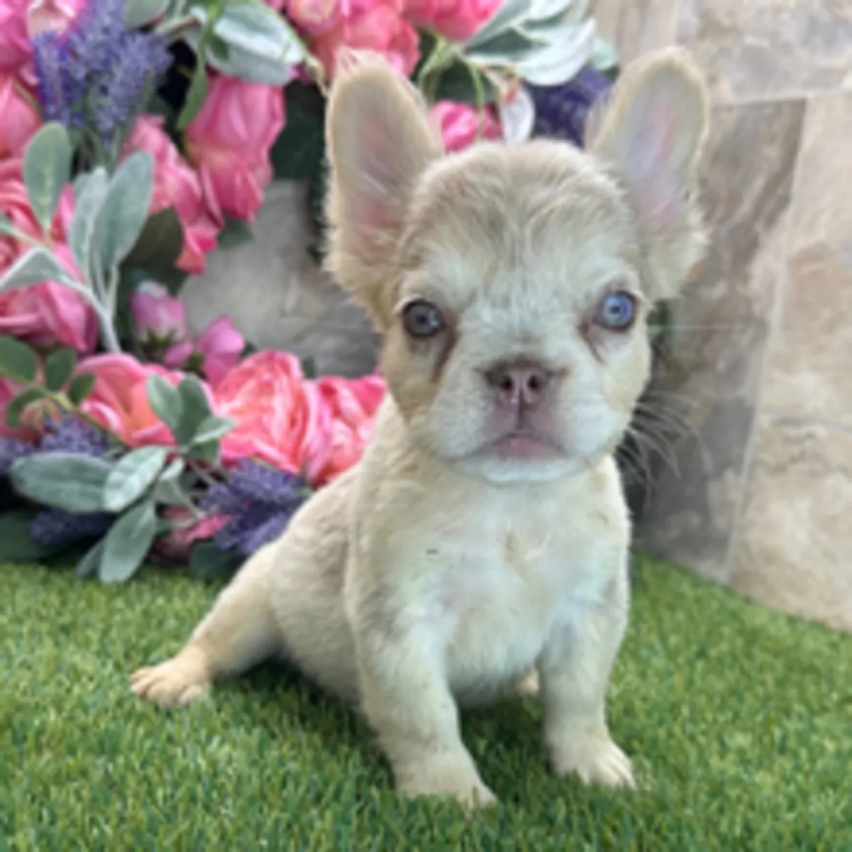 Sevimli Tüylü Lila/Platin Fransız Bulldog Yavrusu