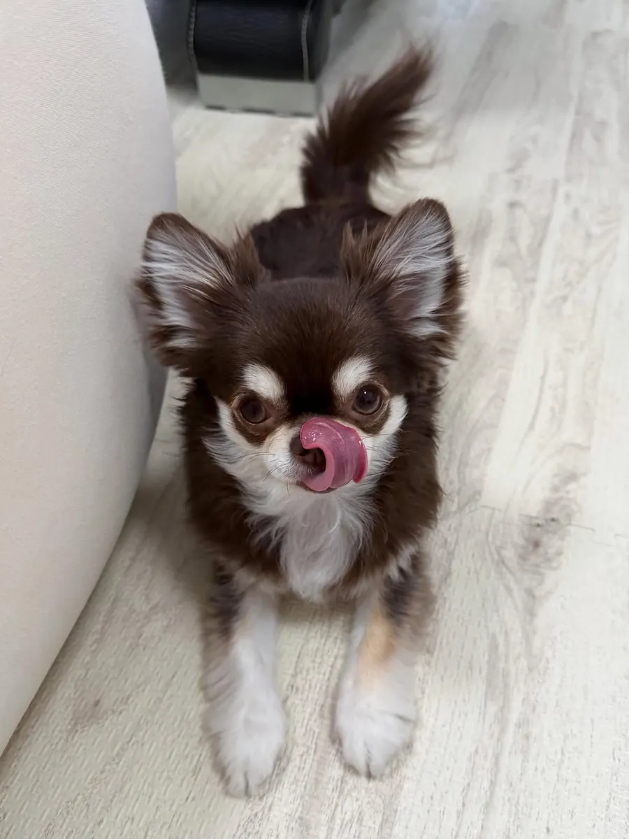 2 Female Chihuahua puppies available for adoption 