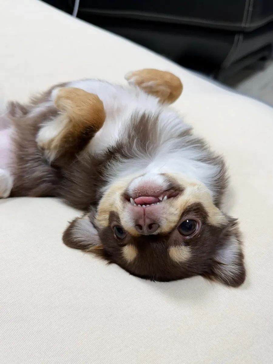 可爱的小吉娃娃雌犬待领养