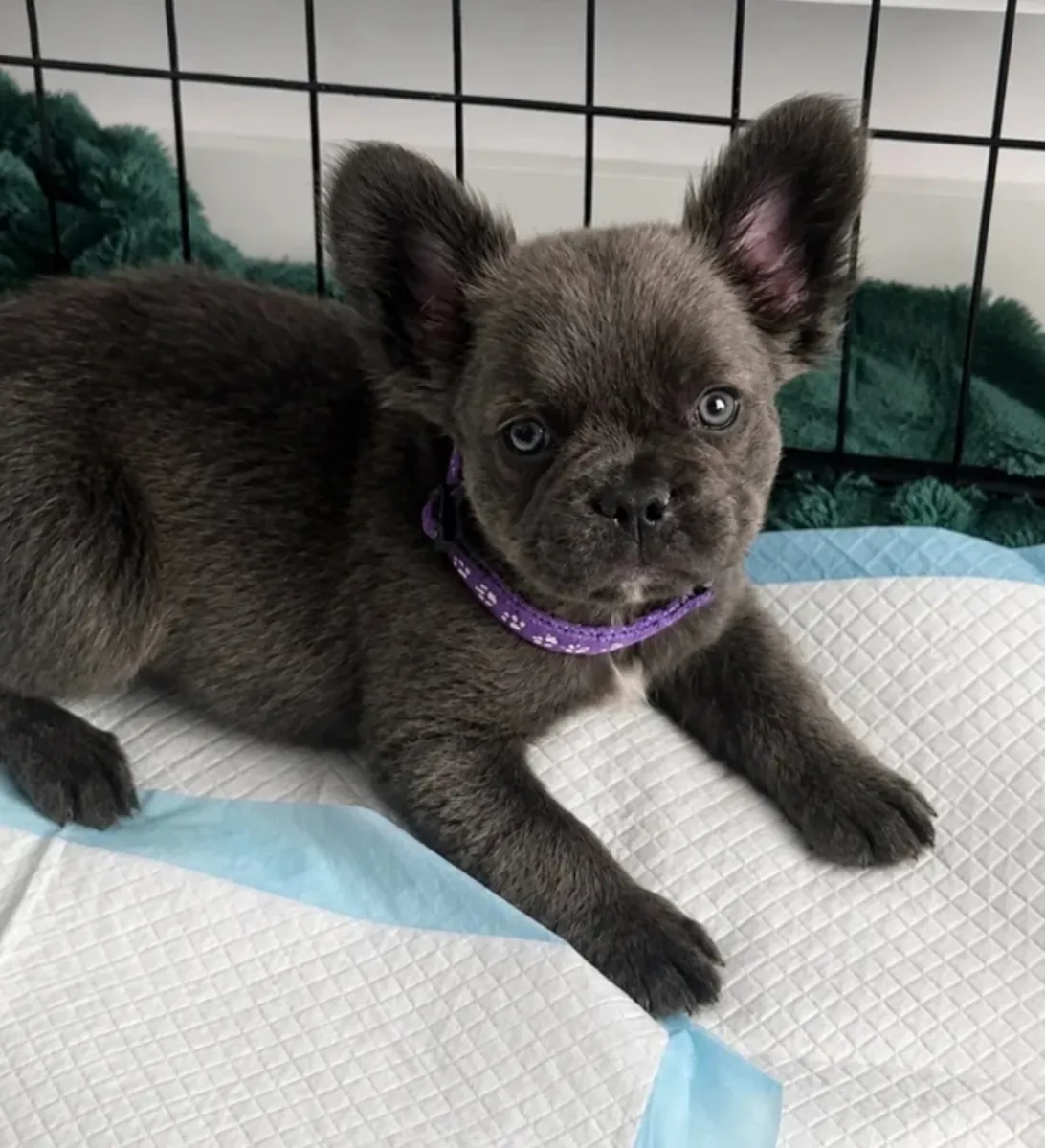 Cute, long-haired French Bulldog puppies are ready to return to their forever homes.