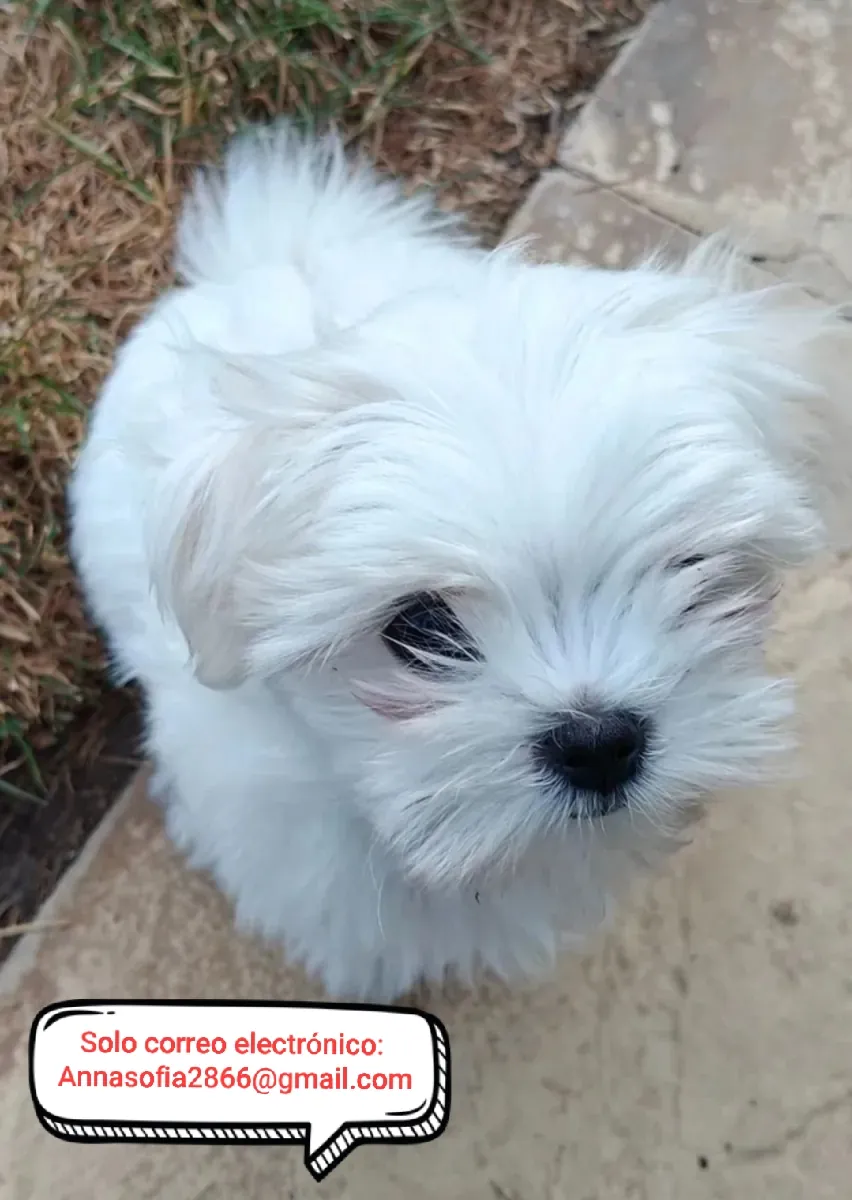 Cachorros malteses en adopción