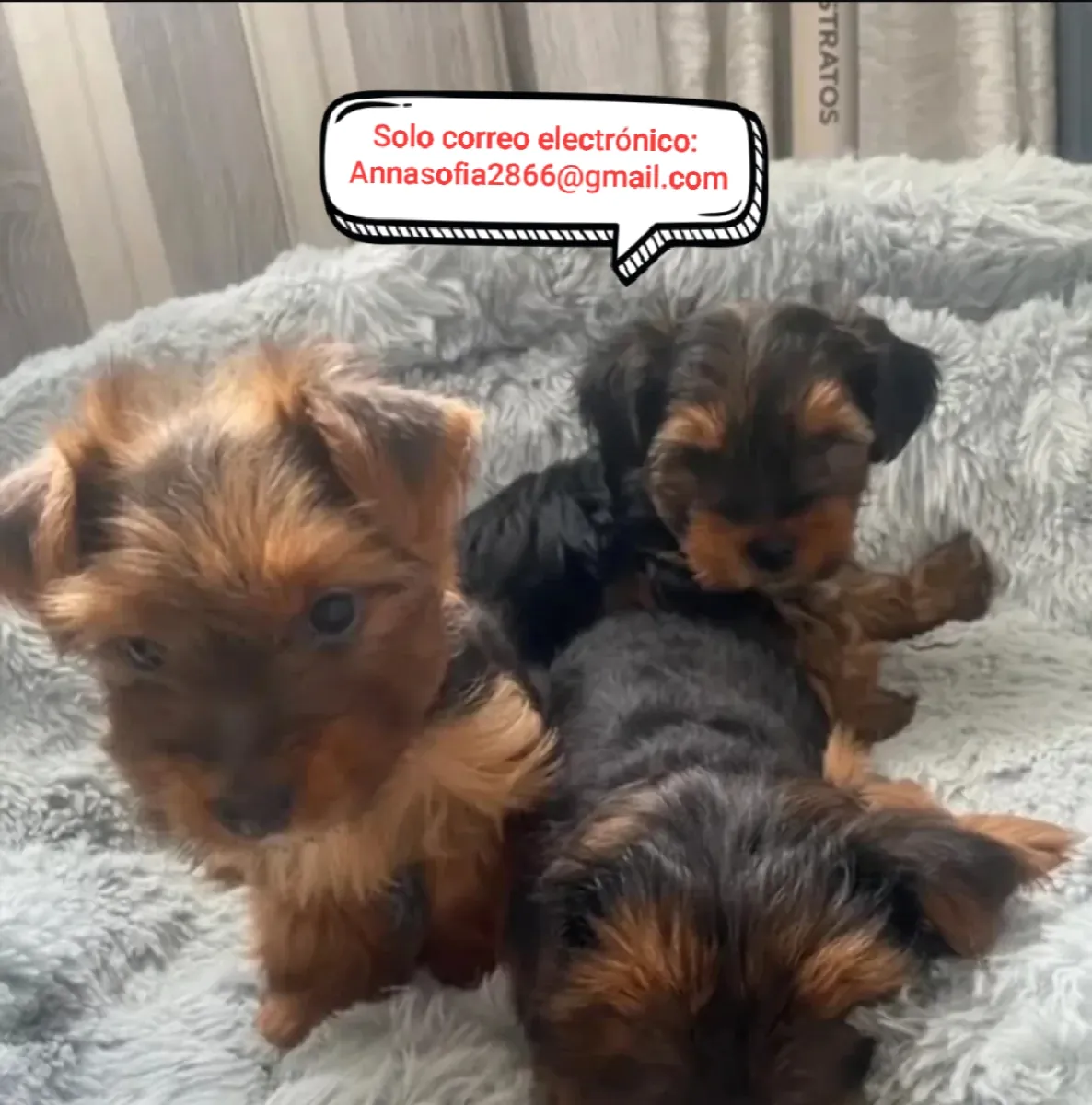 Cachorros de Yorkshire Terrier para adopción