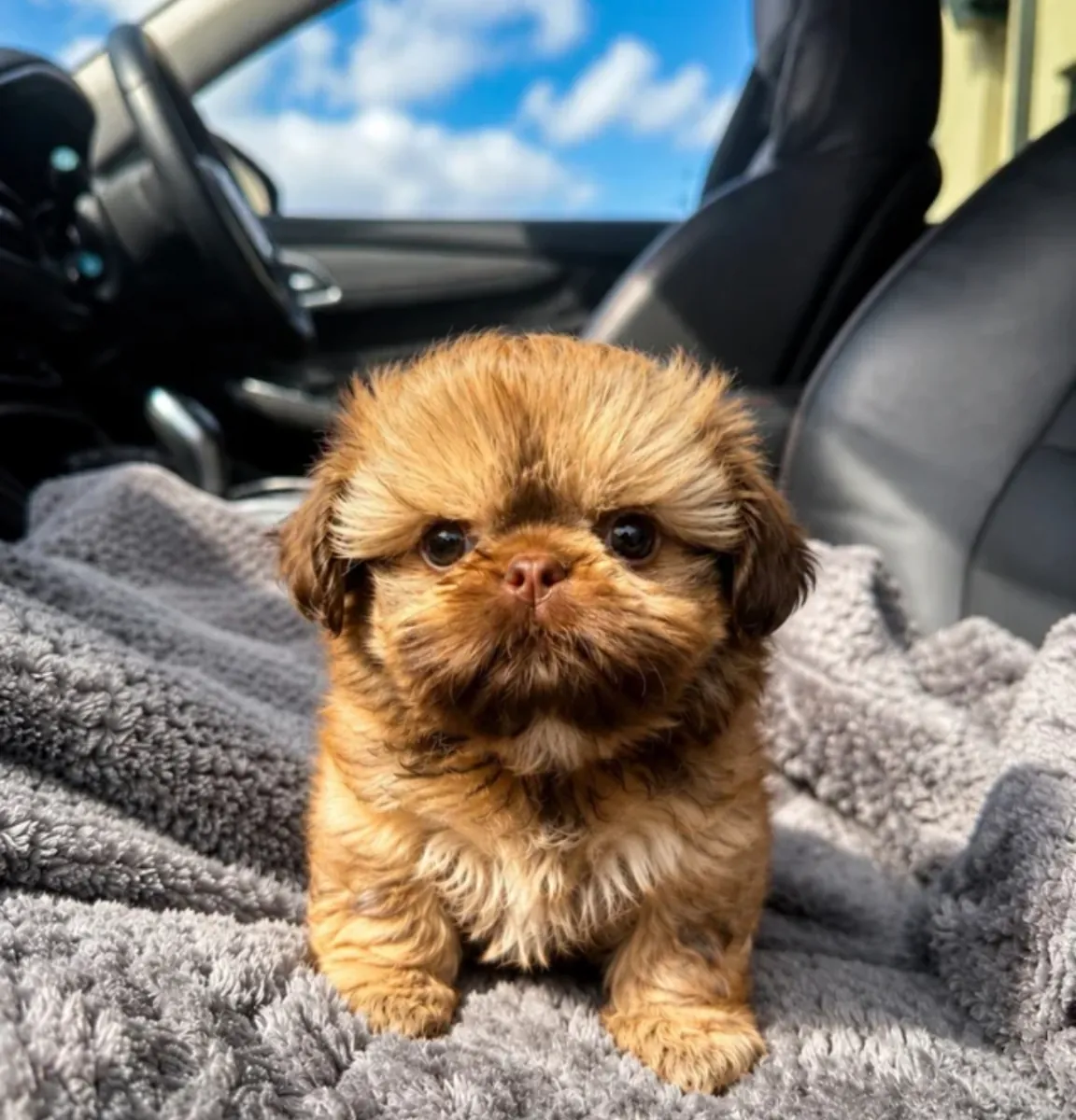 Le dernier bel empire, enfant de Shih Tzu