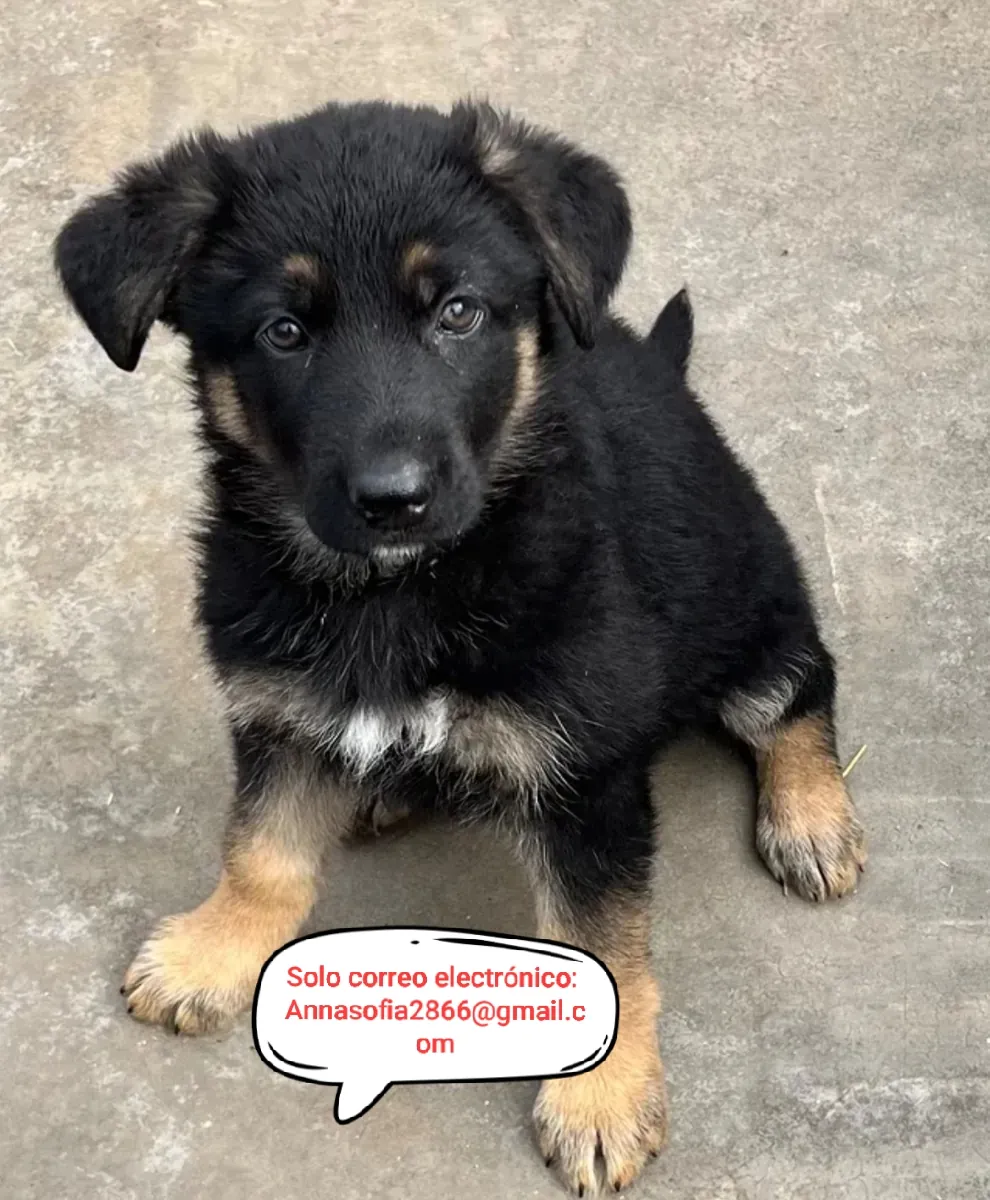 Cachorros de pastor alemán para adopción