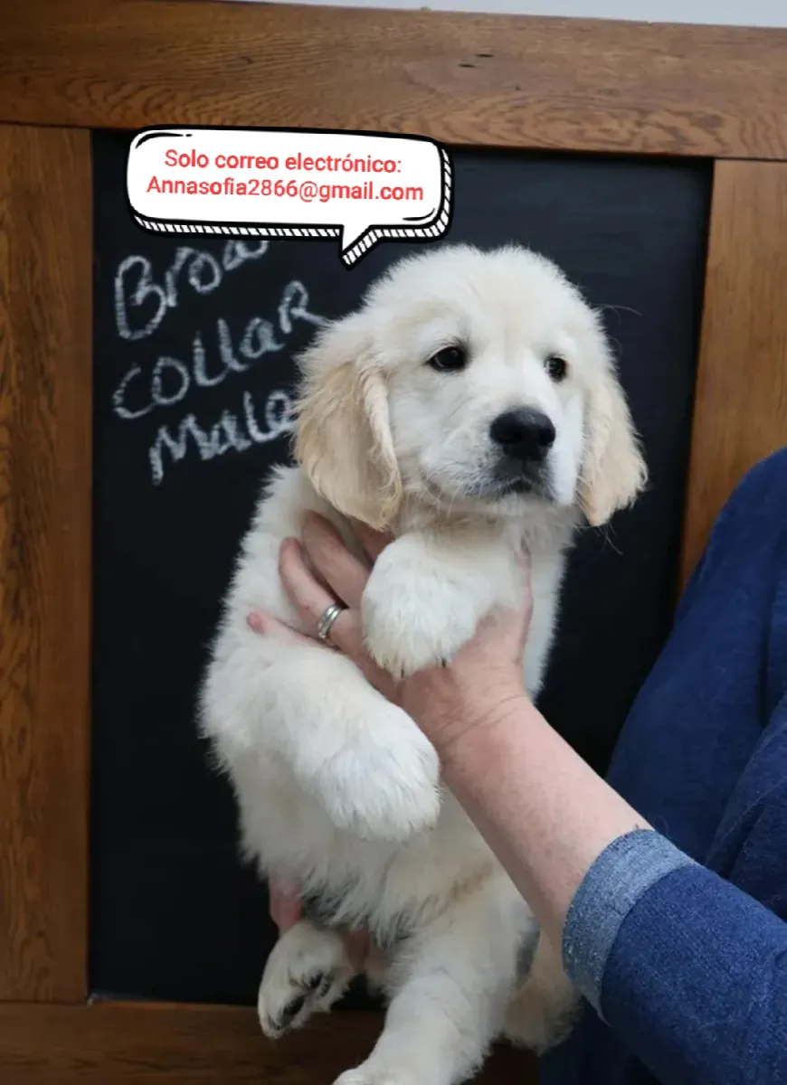 Golden Retriever en adopción