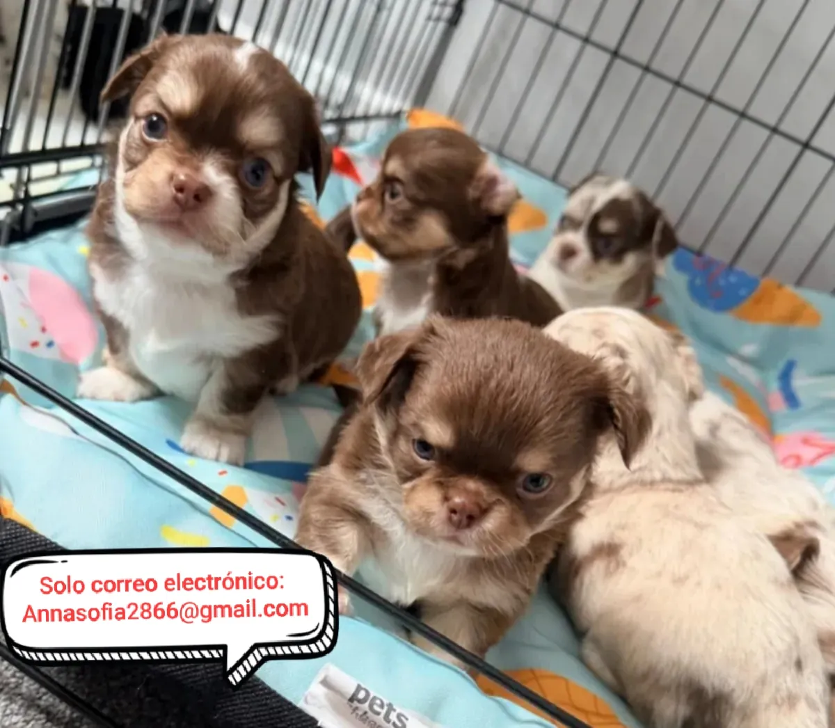 Chihuahua de pelo largo disponible para adopción