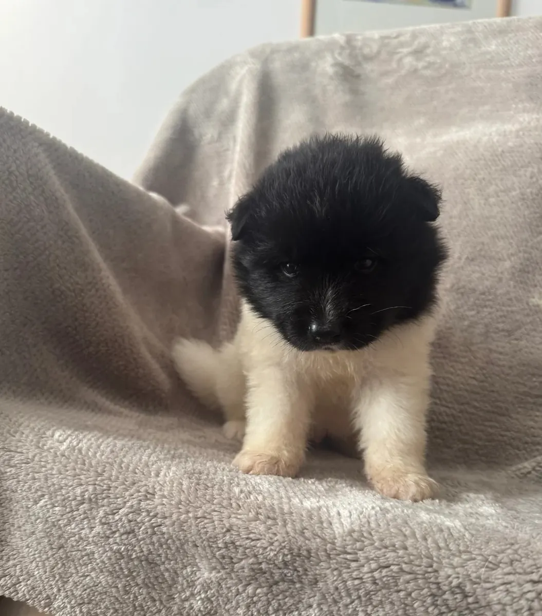 Chiots Akita américains