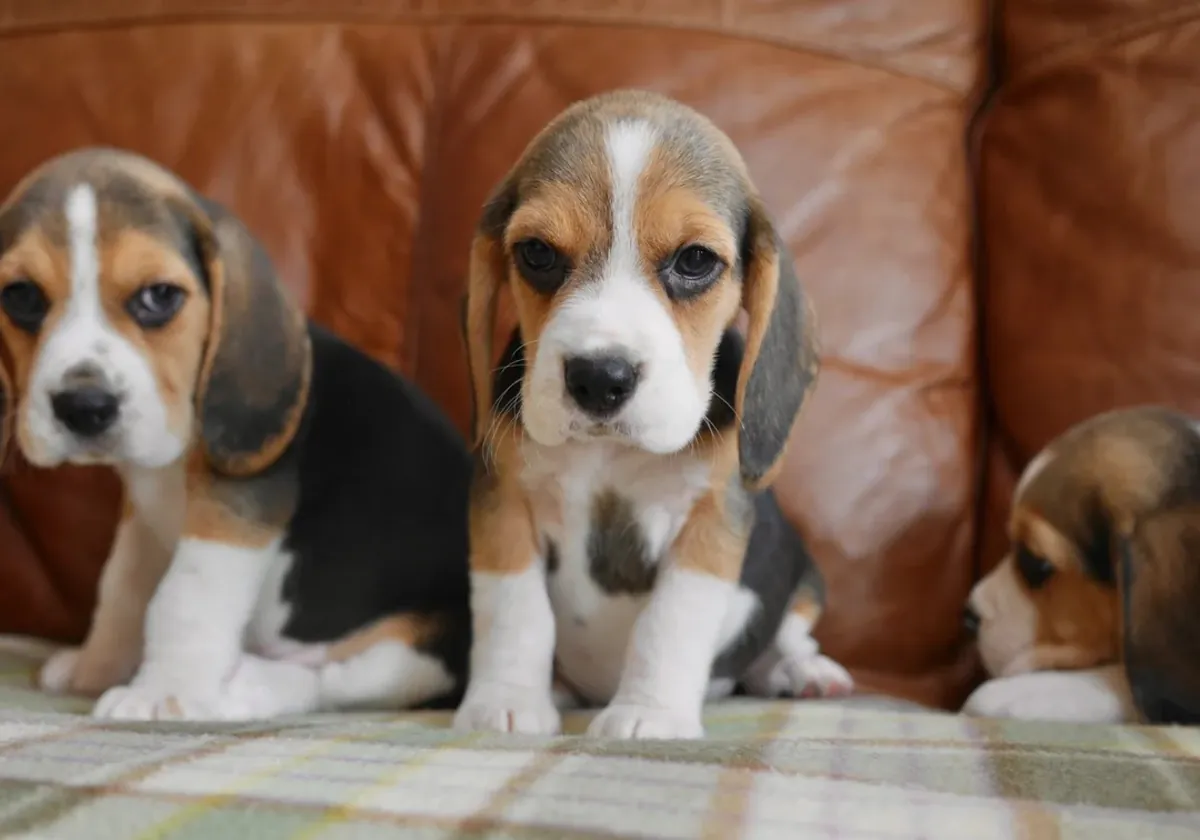 Chiots Beagle de qualité, testés pour la santé