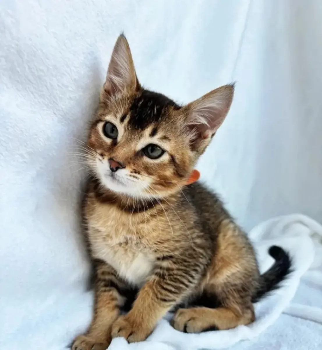 абиссинский котенок (самка)