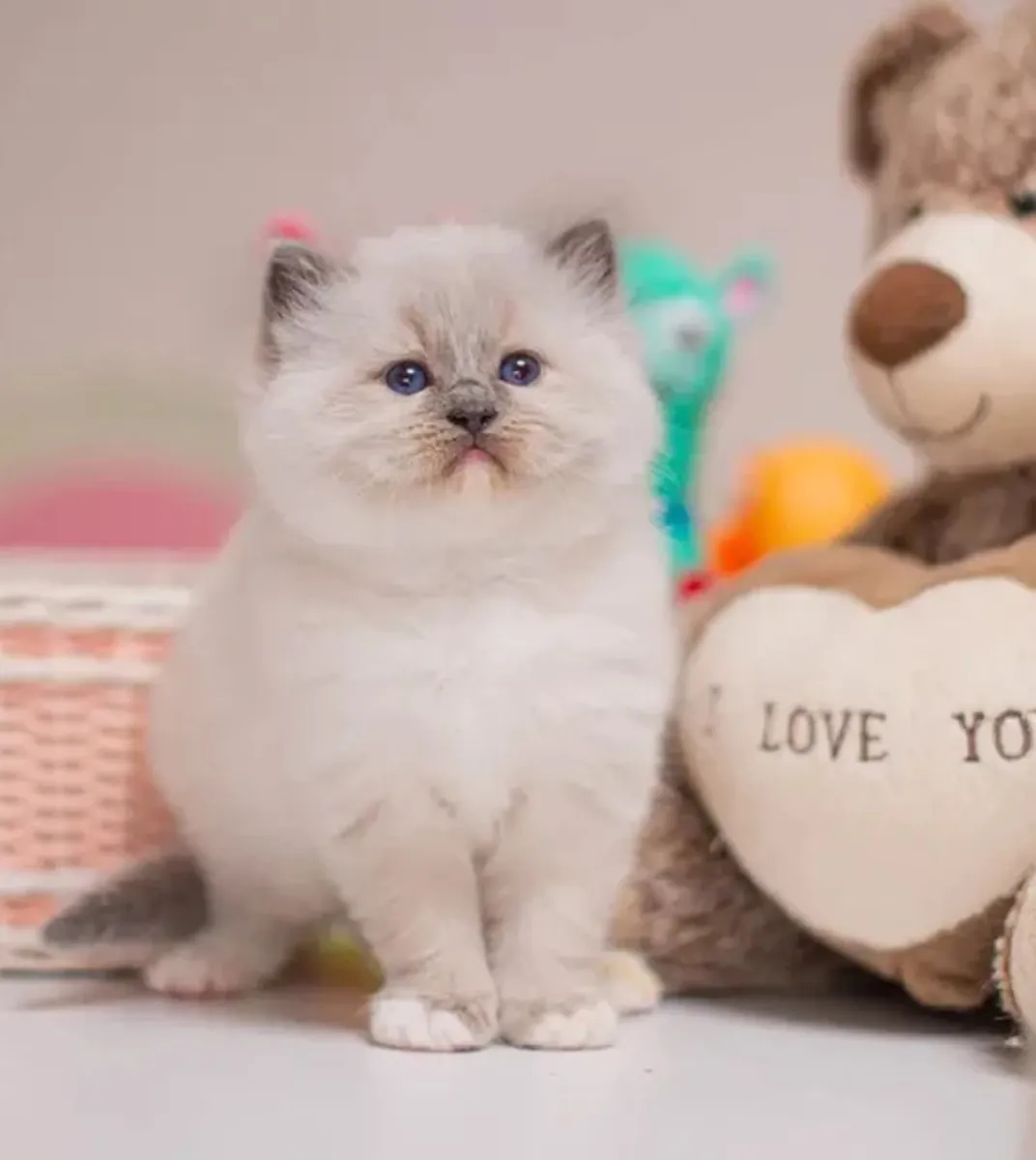 chatons Ragdoll femelles