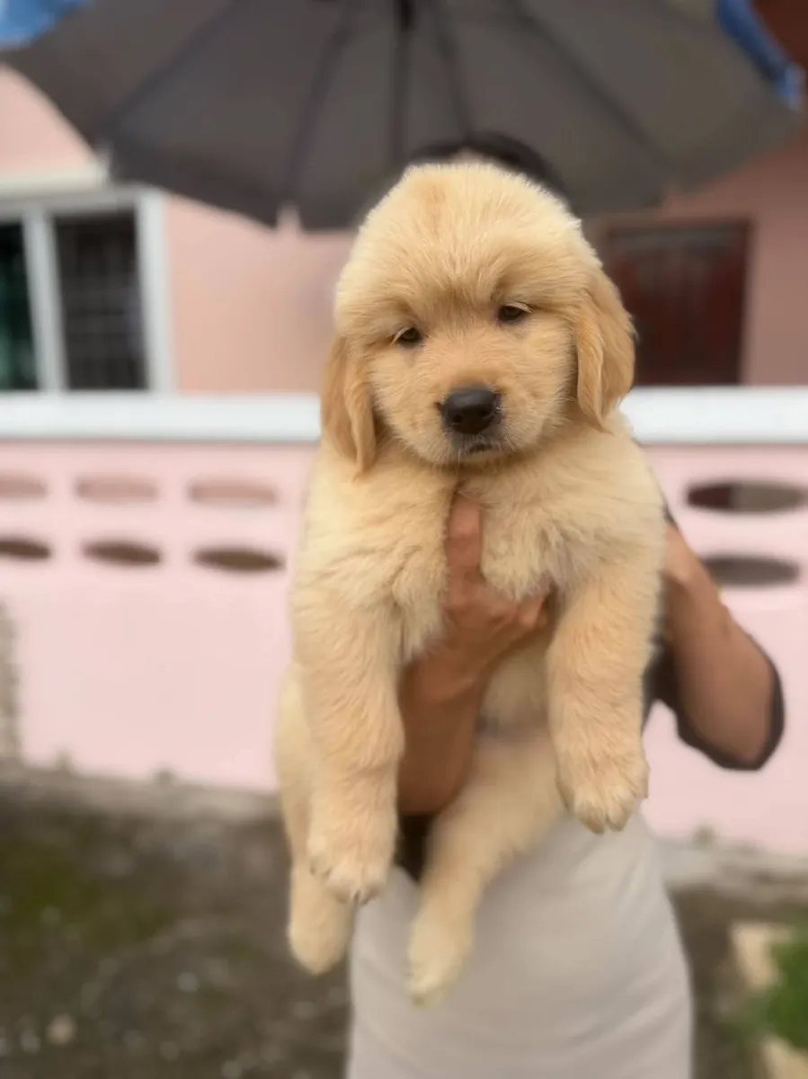 Spotted golden retriever