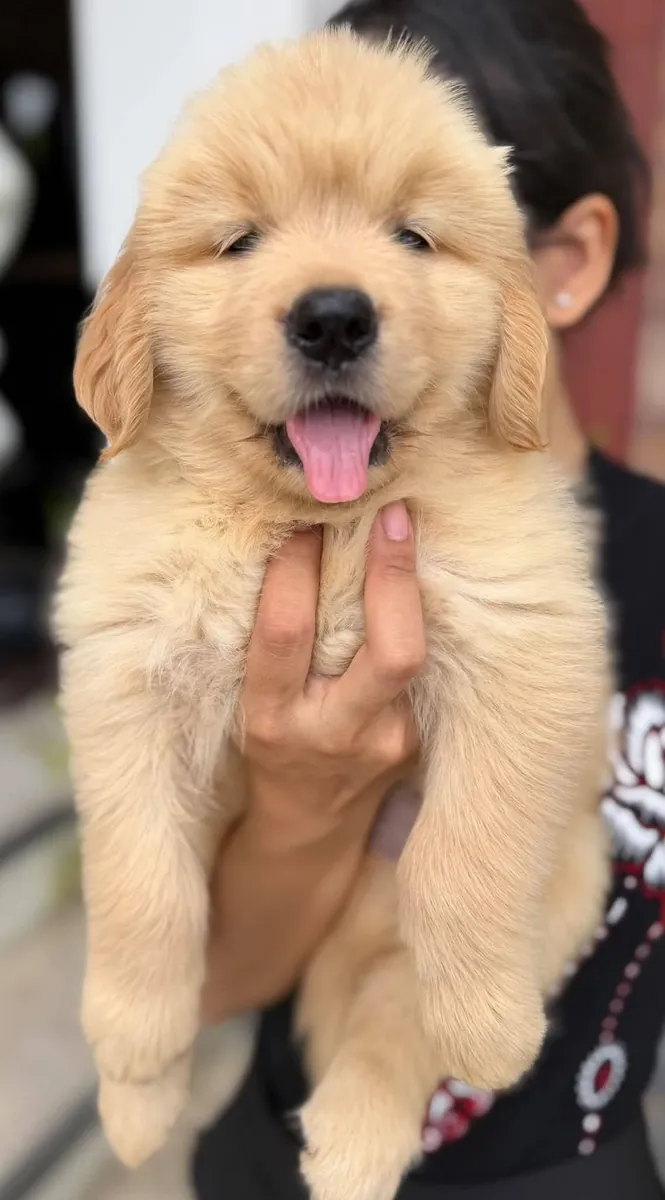 Spotted golden retriever